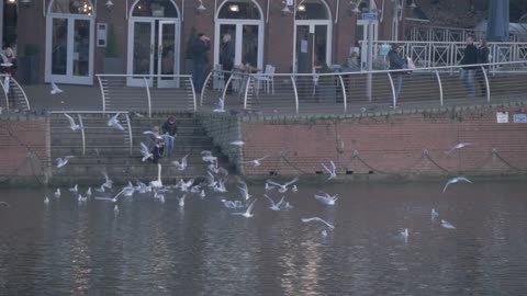 Herd Of Birds Flying Over By River For Some Food