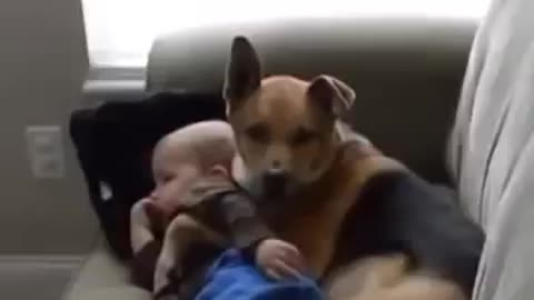 Dog hugs baby