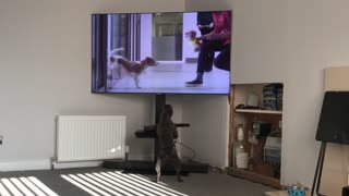 French Bulldog reacts to favorite TV commercial