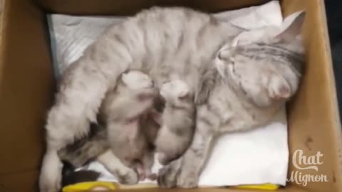 baby cats brawl over their mothers