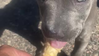 Diesel eating doggy cone