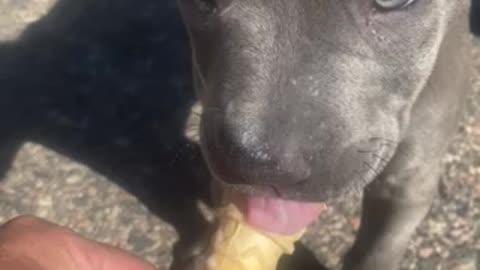 Diesel eating doggy cone