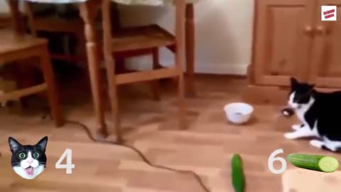 Cats vs cucumber who win?Try not to laugh
