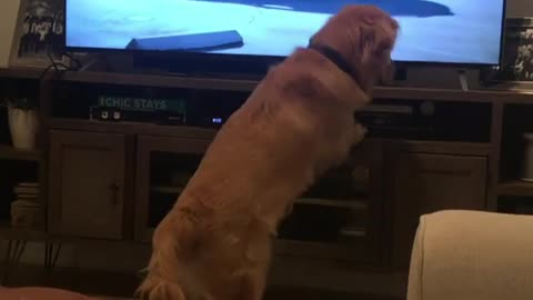 Golden Retriever Obsessed With Dog-Themed Commercial