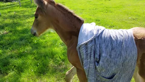 Adorable foal in hoody