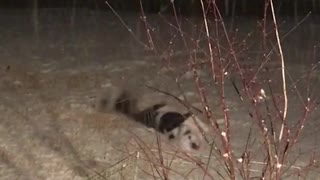 Black white dog rolls around outside in the snow at night