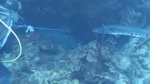 BARRACUDA EATS LIONFISH