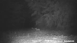 Coyotes coming from farmers field