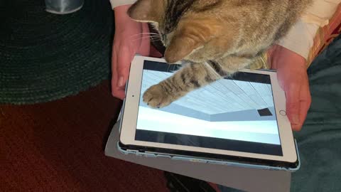 Cats iPad game