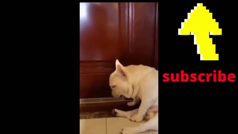 funy dog and cats