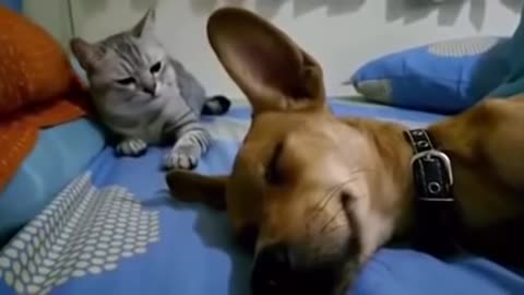 Dog sleep and fart, makes Cat Angry