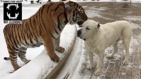 Dog play with Tiger #2