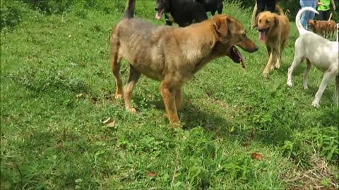 "Land of The Strays" Dog Rescue Ranch Sanctuary in Costa Ric.Dogs of all kinds