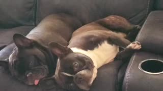 Frenchie Snoring While He's Wide Awake