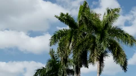 Close up of palm tree branches high up