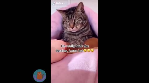 2021 Funny Cat Videos 😆🐱 Смешные Кошки
