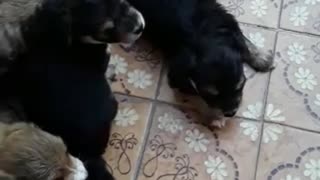 Beautiful cute puppies