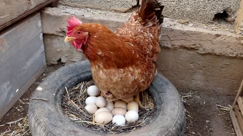 A chicken hatched in a car wheel and 15 chicks came out and unfortunately a chick died and I buried