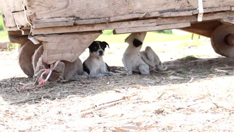 Puppies are looking for shadows to sleep