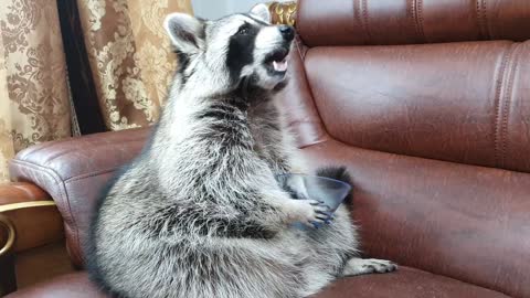 Raccoon sits on the couch, grabs the bowl with his hands, and takes out the green grapes.
