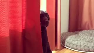 Brown dog near red curtain thumps tail on wooden floor and stares at owner