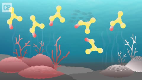 How Does Ocean Acidification Affect Coral Reefs.