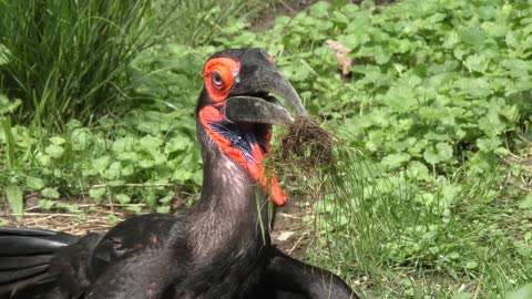 Southern Ground Hornbill with some grass in its beak