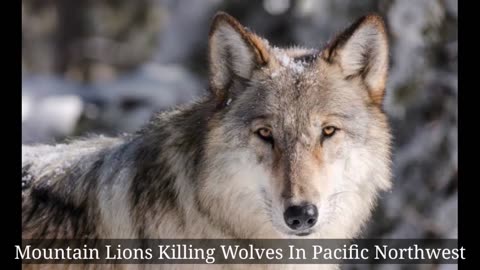 Mountain Lions Killing Wolves In Pacific Northwest.