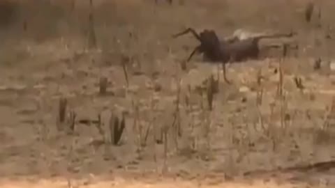 Cheetah Vs Rusa Hunting Scene