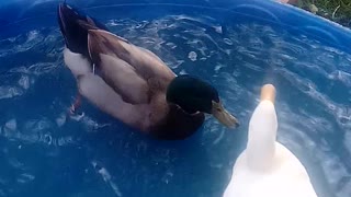 Water off a Ducks back