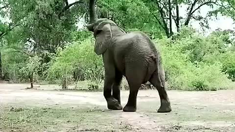 Amazing eating a elephant