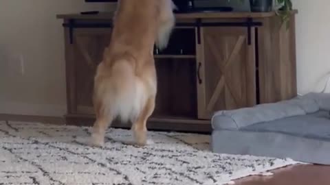 funny video dog shorts