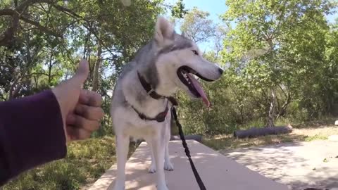 Dog Training: How to Skate With your Dog - Tips & Tricks