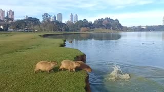 Capybaras Jumping Into The Water