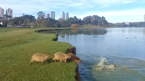 Capybaras Jumping Into The Water