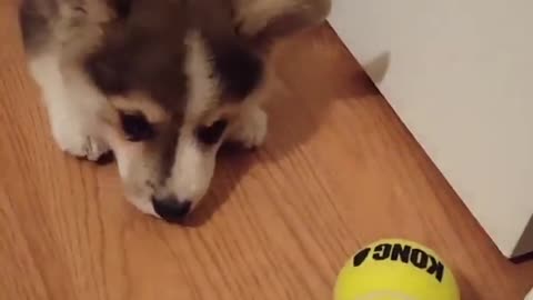 Cute Puppy in a playful mood