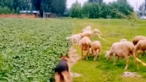 Dog cat buffalo monkey funny video in short app ab , plot