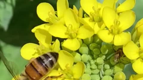 Honey Bees foraging