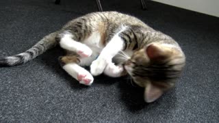 Rudolph the Fur-tunate Kitten Plays Soccer