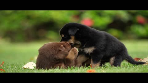 Puppies Friendship Joy Playful Together