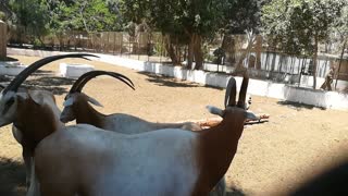 Pregnant Female Scimitar Horned Oryx Stand In Herd