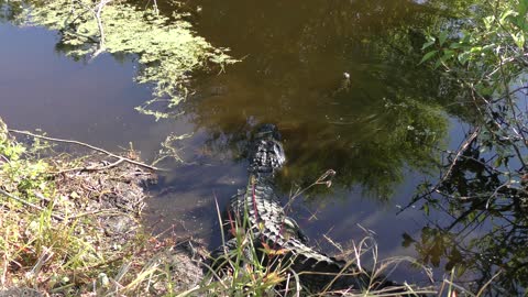 Female American Alligator with its babies