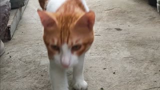 Cat walk in the garden