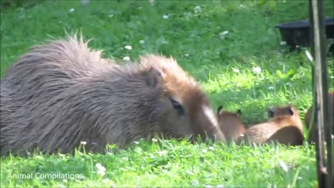 Baby Capybara Playing - Adorable Moments of Cuteness