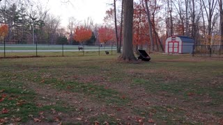 Dalmatian pups and cattle dog vs Buck