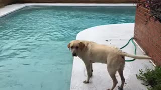 Labs love water