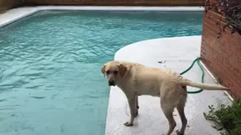 Labs love water