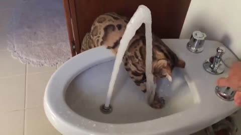 cat loves to play with water