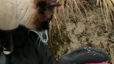thirsty cat drinking water, funny