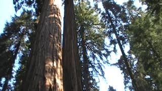 Sequoia national park redwoods...